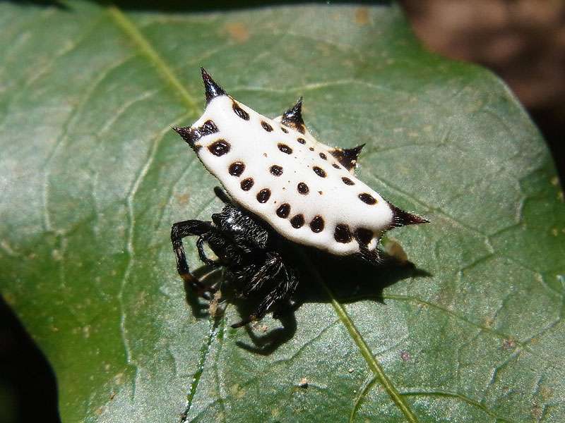Florida-Krebsspinne (Florida Crab Spider, Gasteracantha cancriformis), Weibchen; Foto: 07.05.2012, Hacienda Barú National Wildlife Refuge