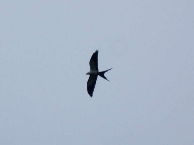 Schwalbenweih (American Swallow-tailed Kite, Elanoides forficatus); Foto: 08.05.2012, San Gerardo de Dota