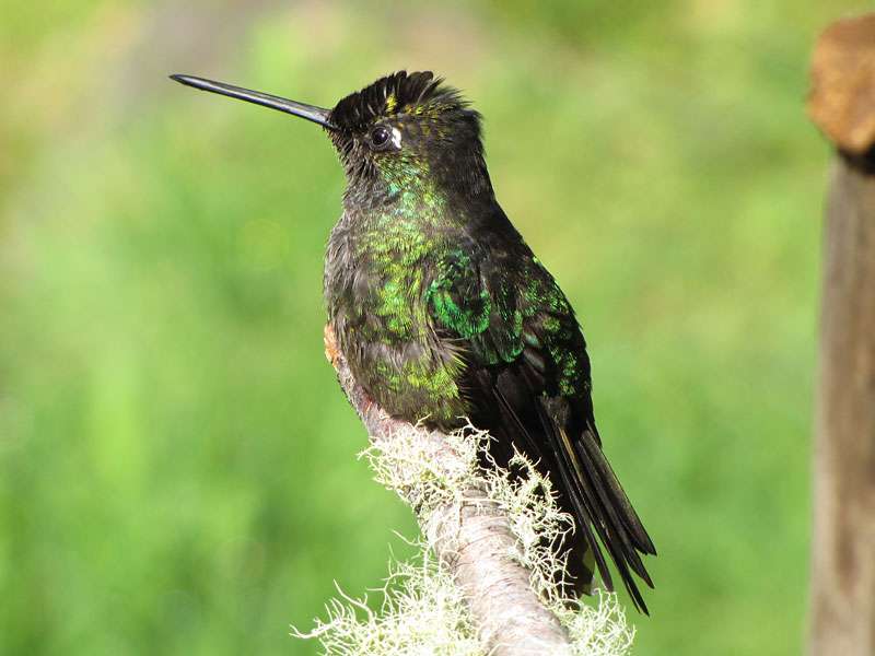 Männlicher Violettkron-Brillantkolibri (Magnificent Hummingbird, Eugenes fulgens); Foto: 08.05.2012, San Gerardo de Dota