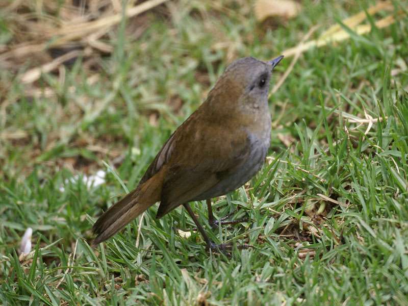 Graukehl-Musendrossel (Black-billed Nightingale-Thrush, Catharus gracilirostris); Foto: 08.05.2012, Nähe San Gerardo de Dota