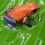 Amphibien (Amphibians, Amphibia)