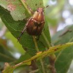 Blatthornkäfer (Scarab Beetles, Scarabaeidae)