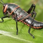 Heuschrecken (Grasshoppers, Locusts and Crickets, Orthoptera)