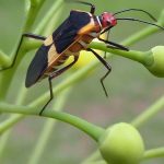 Wanzen (True Bugs, Heteroptera)
