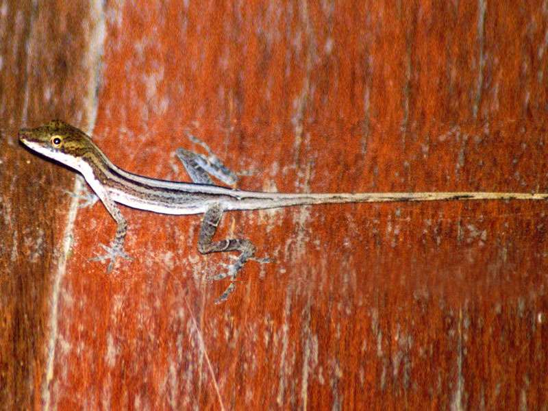 Unbestimmte Reptilienart Nr. 1 (Anolis sp.); Foto: 29.01.2004, Nähe Puerto Viejo de Sarapiquí