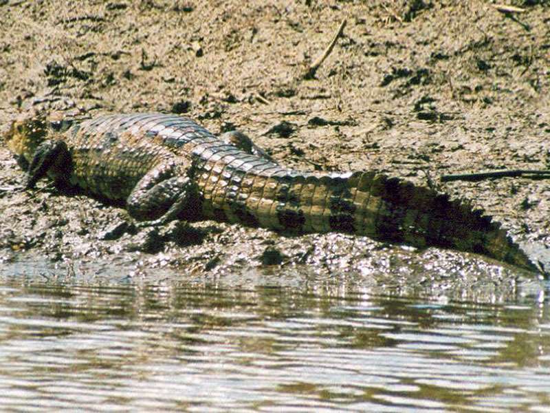 Nördlicher Brillenkaiman (Spectacled Caiman, Caiman crocodilus); Foto: 29.01.2004, Los Chiles
