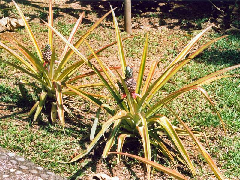 Ananas (Pineapple, Ananas comosus); Foto: 07.02.2004, Playa Tortuga
