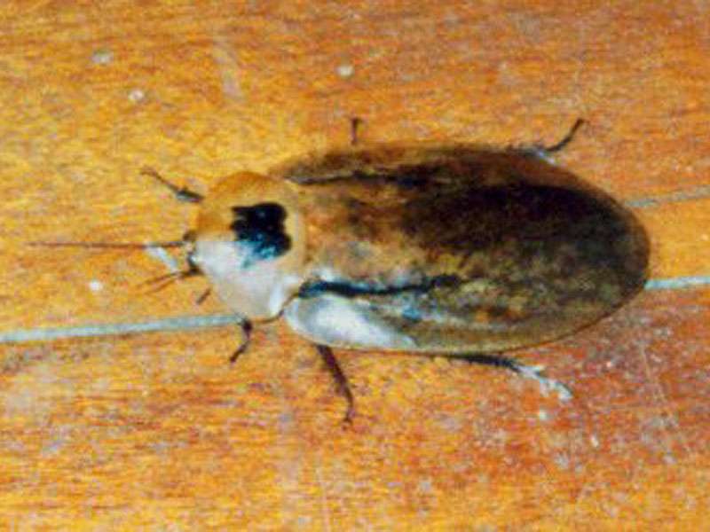 Pfefferschabe (Peppered Roach, Archimandrita tesselata); Foto: 29.01.2004; Nähe Puerto Viejo de Sarapiquí