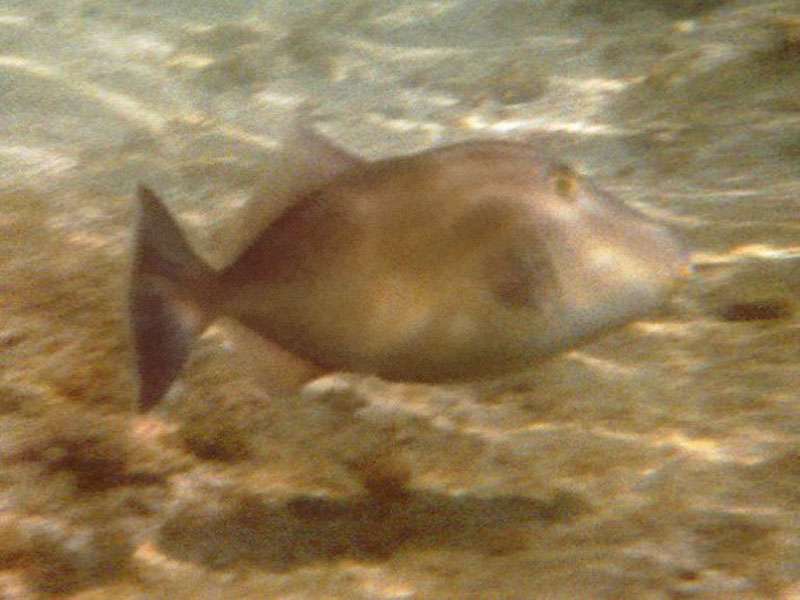Ostpazifischer Drückerfisch (Finescale Triggerfish, Balistes polylepis); Foto: 09.02.2004, Nähe Playa Rincon de San Josecito