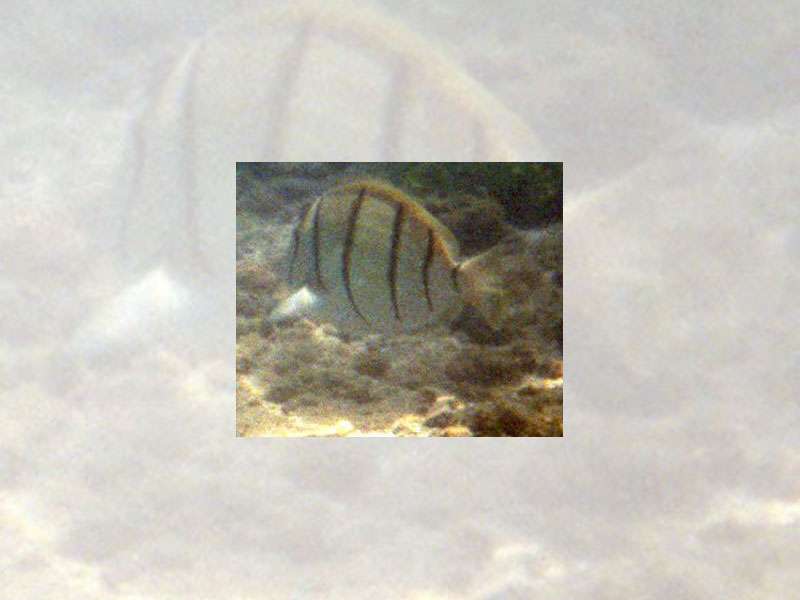 Sträflings-Doktorfisch (Convit Surgeonfish, Acanthurus triostegus); Foto: 09.02.2004, Nähe Playa Rincon de San Josecito