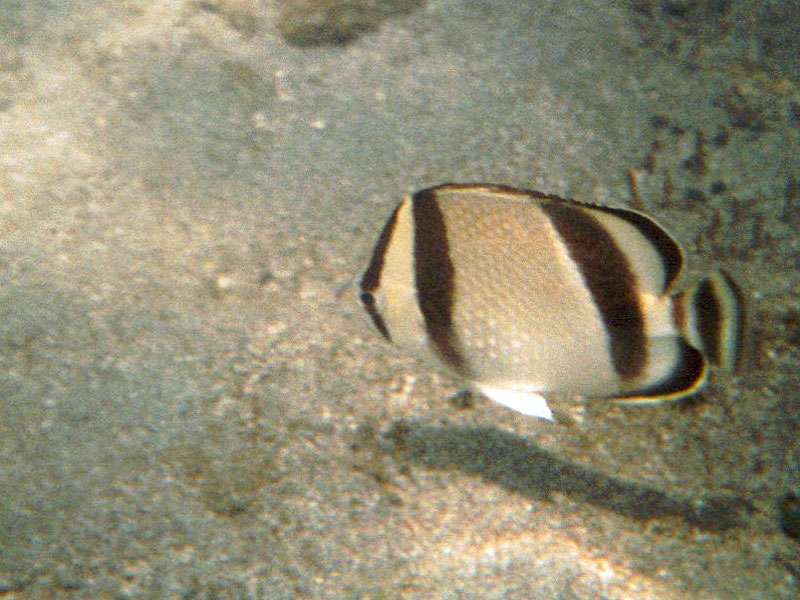 Ostpazifik-Falterfisch (Threebanded Butterflyfish, Chaetodon humeralis); Foto: 09.02.2004, Nähe Playa Rincon de San Josecito