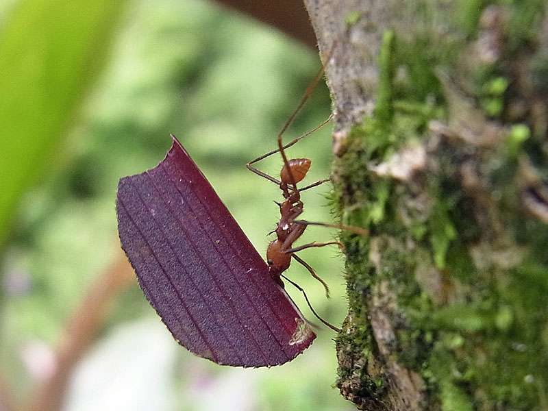 Blattschneiderameise (Leaf-cutting Ant, Atta spec.); Foto: 26.04.2012, Braulio-Carrillo-Nationalpark
