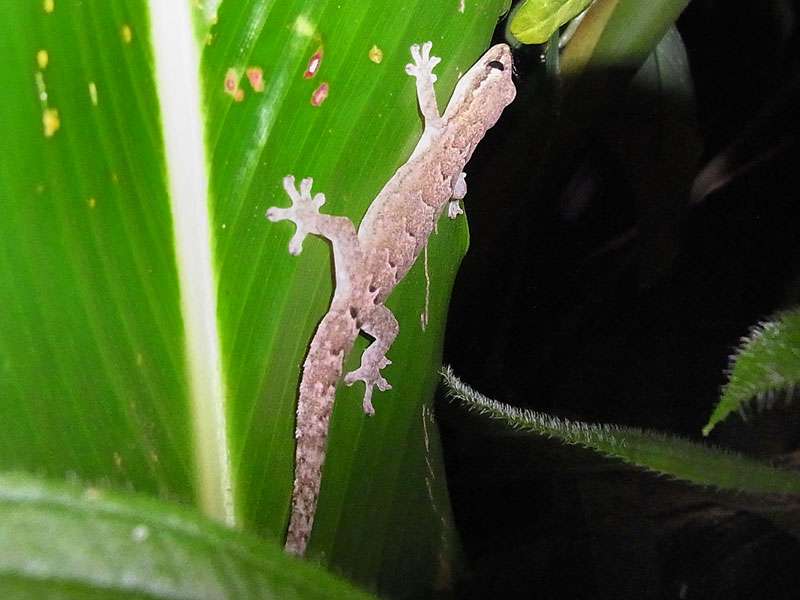 Jungferngecko (Common smooth-scaled Gecko, Lepidodactylus lugubris); Foto: 26.04.2012, Nähe Puerto Viejo de Sarapiquí
