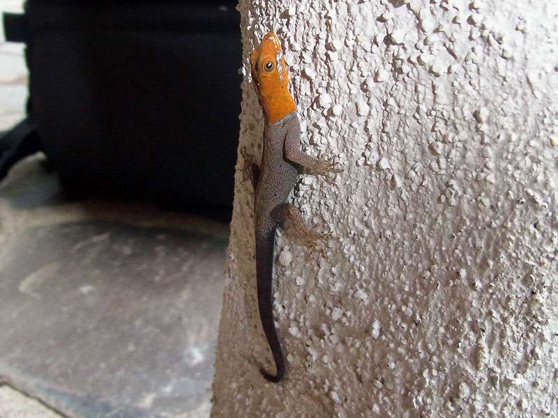 Männlicher Kleiner Gelbkopfgecko (Yellow-headed Dwarfgecko, Gonatodes albogularis); Foto: 26.04.2012, Nähe Puerto Viejo de Sarapiquí