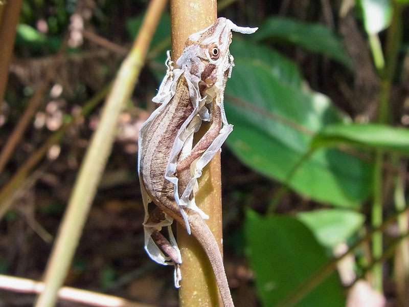 Unbestimmte Reptilienart Nr. 5, das Tier häutet sich; Foto: 27.04.2012, La Selva Biological Station