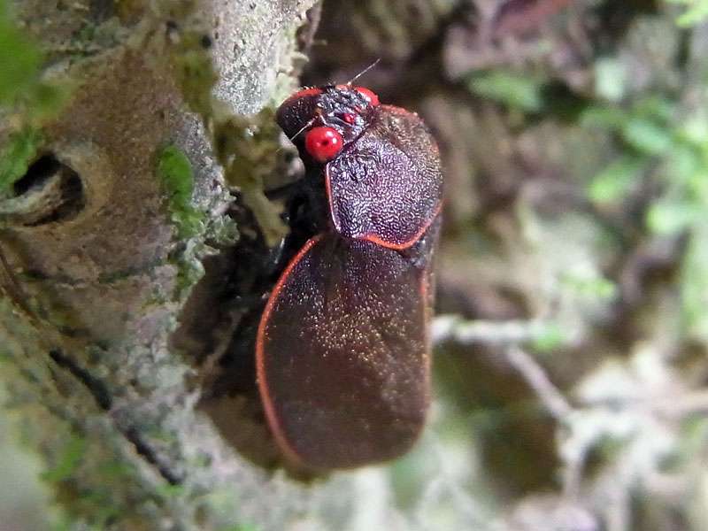 Unbestimmte Zikadenart Nr. 8 (Cercopidae), Iphirhina sp.?; Foto: 27.04.2012, La Selva Biological Station