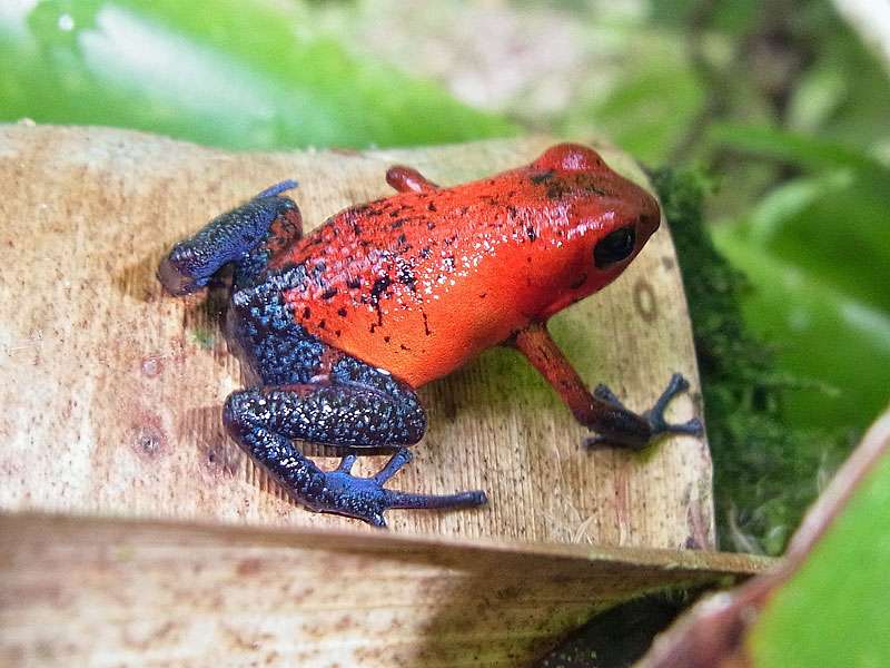 Erdbeerfröschchen (Red-and-blue Poison Frog, Oophaga pumilio); Foto: 29.04.2012, La Selva Biological Station