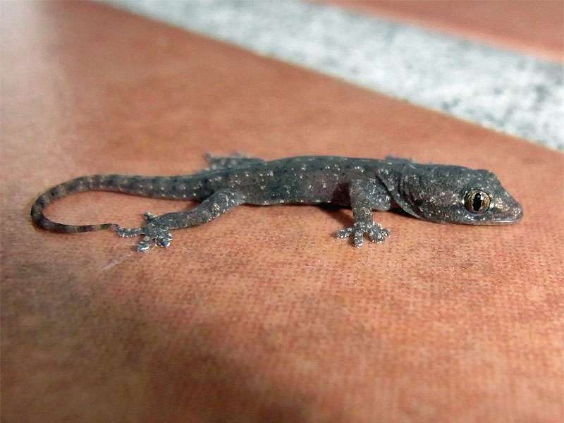 Asiatischer Hausgecko (House Gecko, Hemidactylus frenatus); Foto: 28.04.2012, La Fortuna