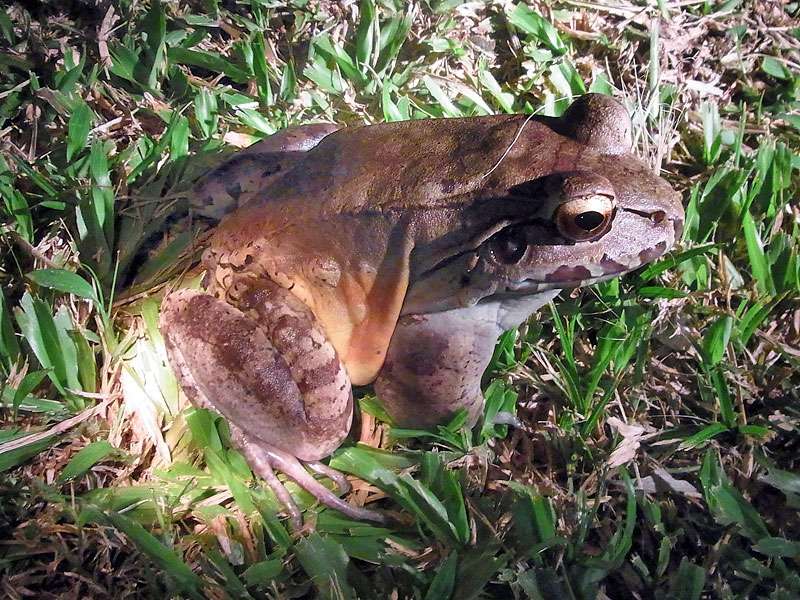 Zentralamerikanischer Ochsenfrosch (Savage's thin-toed frog, Leptodactylus savagei); Foto: 28.04.2012, La Fortuna