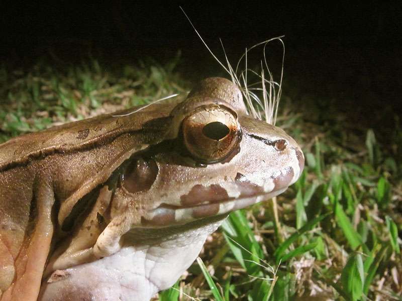 Zentralamerikanischer Ochsenfrosch (Savage's thin-toed frog, Leptodactylus savagei); Foto: 28.04.2012, La Fortuna