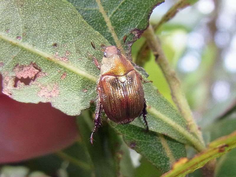 Callistethus marginatus; Foto. 29.04.2012, Arenal-Nationalpark