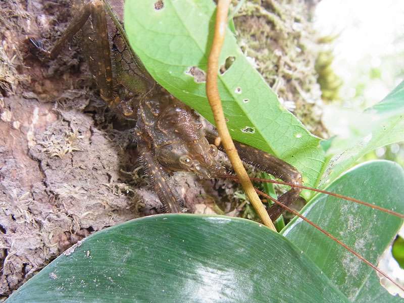 Pristonotus latistylus; Foto: 29.04.2012, Arenal-Nationalpark