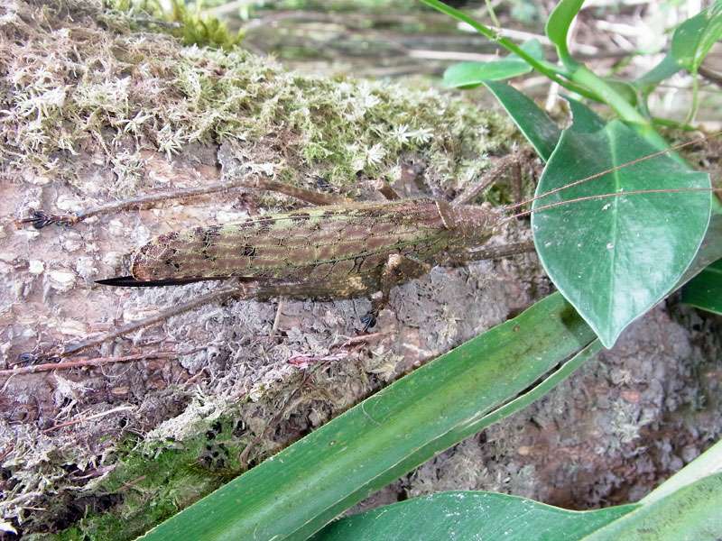 Pristonotus latistylus; Foto: 29.04.2012, Arenal-Nationalpark