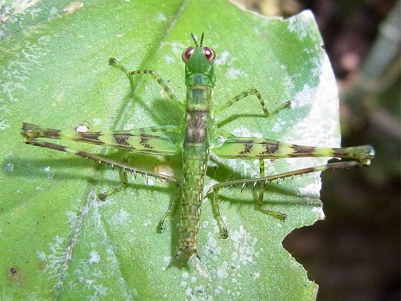 Homeomastax sp.; Foto: 29.04.2012, Arenal-Nationalpark