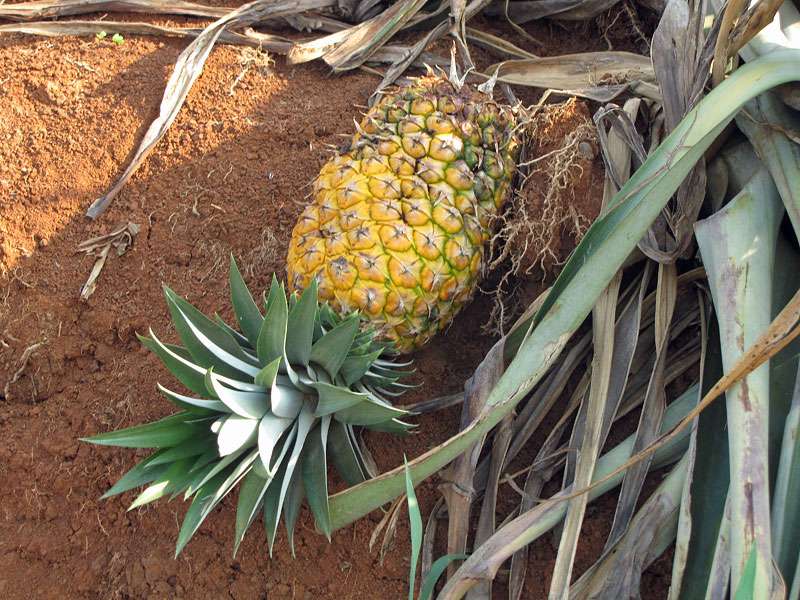 Ananas (Pineapple, Ananas comosus); Foto: 30.04.2012, Nähe Muelle