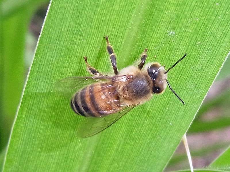Westliche Honigbiene (European Honey Bee, Apis mellifera); Foto: 01.05.2012, Santa Elena