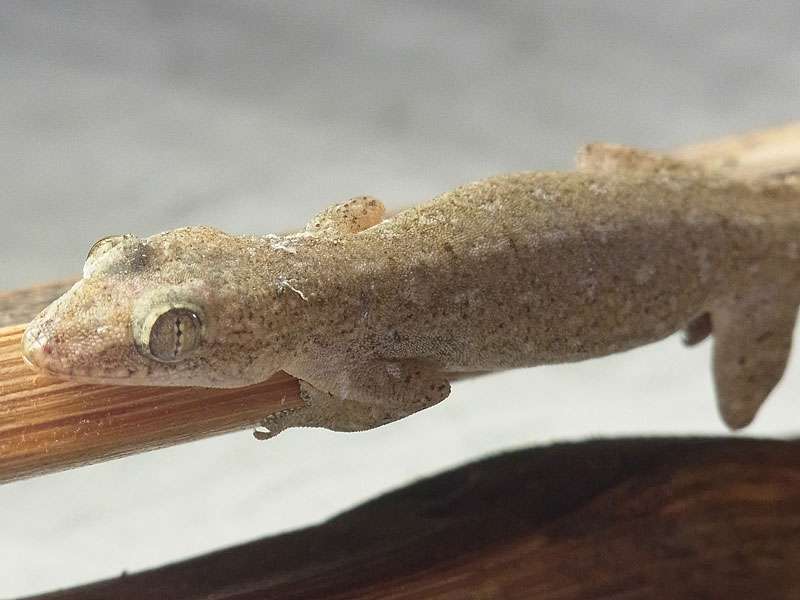 Asiatischer Hausgecko (House Gecko, Hemidactylus frenatus); Foto: 05.05.2012, Nähe Manzanillo