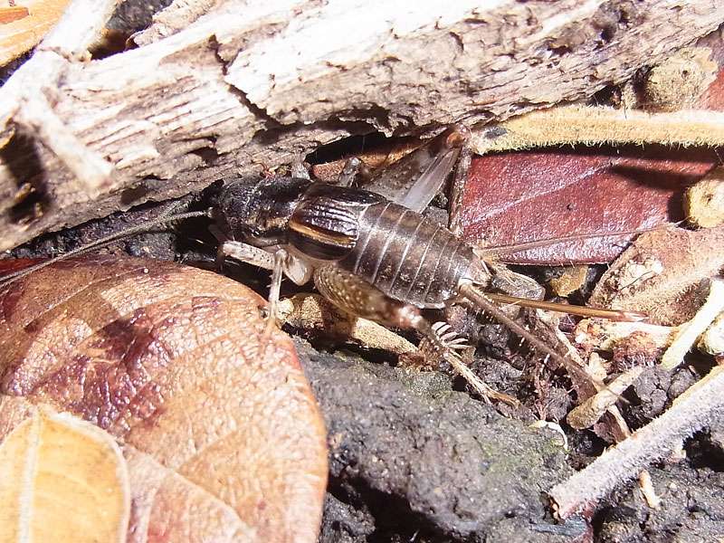 Unbestimmte Langfühlerschreckenart Nr. 12 (Gryllidae); Foto: 05.05.2012, Nähe Manzanillo