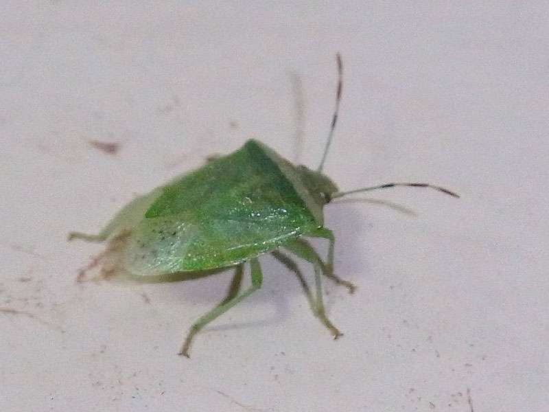 Grüne Reiswanze (Southern Green Shield Bug, Nezara viridula f. torquata); Foto: 05.05.2012, Caramoral