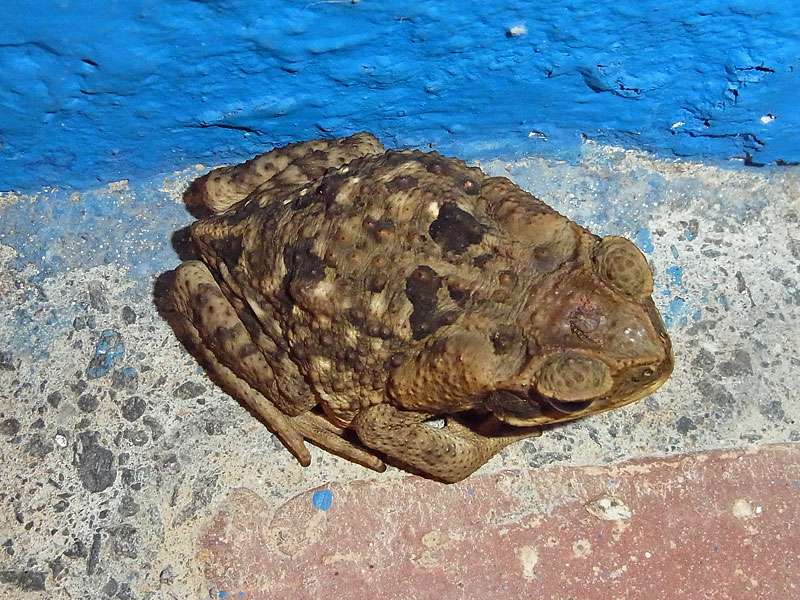 Junge Aga-Riesenkröte (Cane Toad, Rhinella marina); Foto: 05.05.2012, Nähe Tárcoles