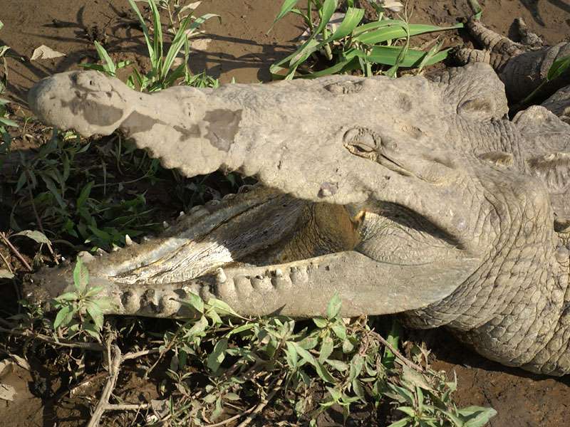Spitzkrokodil (American Crocodile, Crocodylus acutus); Foto: 05.05.2012, Nähe Tárcoles