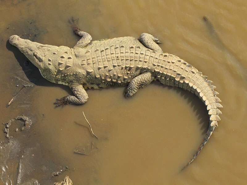 Spitzkrokodil (American Crocodile, Crocodylus acutus); Foto: 05.05.2012, Nähe Tárcoles