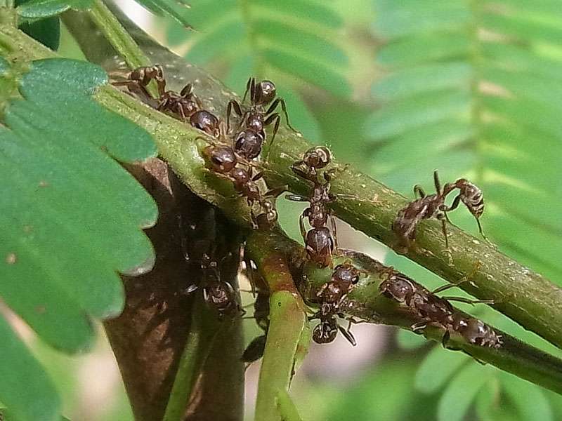 Pseudomyrmex ferruginea (Acacia Ant) auf Acacia cornigera; Foto: 06.05.2012, Carara-Nationalpark