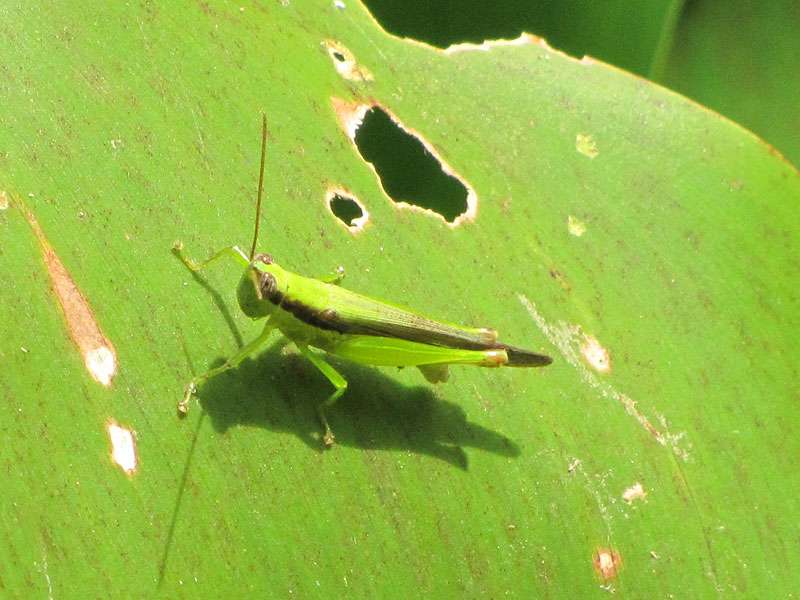 Cornops aquaticum (Water Hyacinth Grasshopper); Foto: Foto: 06.05.2012, Tárcoles