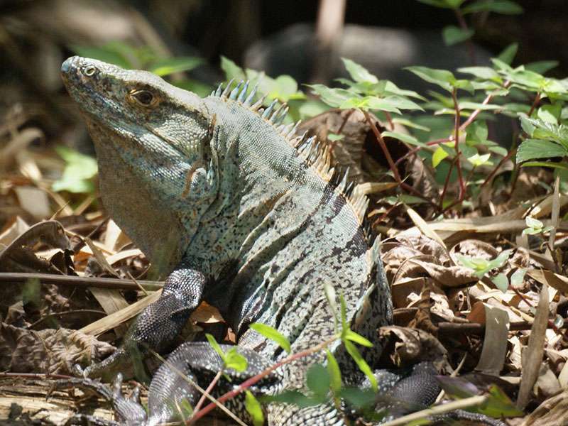 Gemeiner Schwarzleguan (Black Spiny-tailed Iguana, Ctenosaura similis); Foto: 06.05.2012, Nähe Tárcoles
