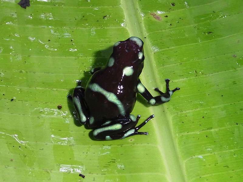 Goldbaumsteiger (Green and Black Poison Dart Frog, Dendrobates auratus); Foto: 06.05.2012, Carara-Nationalpark