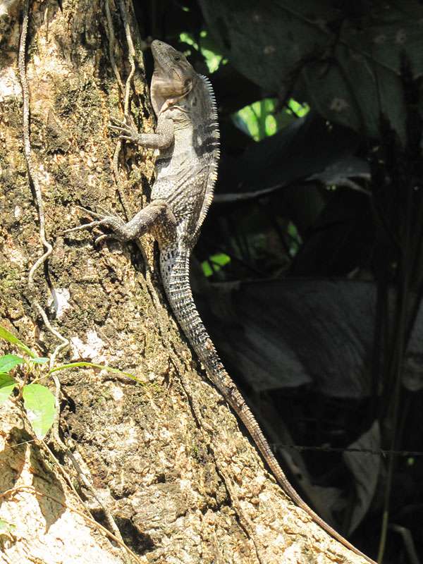 Gemeiner Schwarzleguan (Black Spiny-tailed Iguana, Ctenosaura similis); Foto: 07.05.2012, Hacienda Barú National Wildlife Refuge