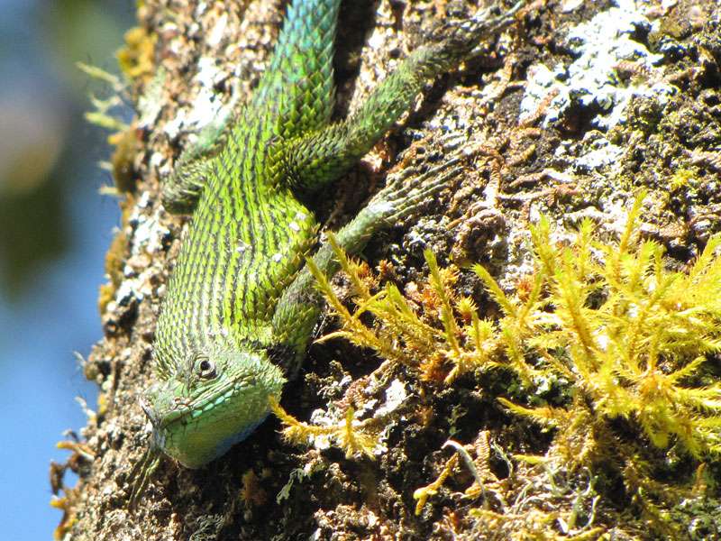 Männlicher Malachitgrüner Stachelleguan (Green Spiny Lizard, Sceloporus malachiticus); Foto: 08.05.2012, San Gerardo de Dota