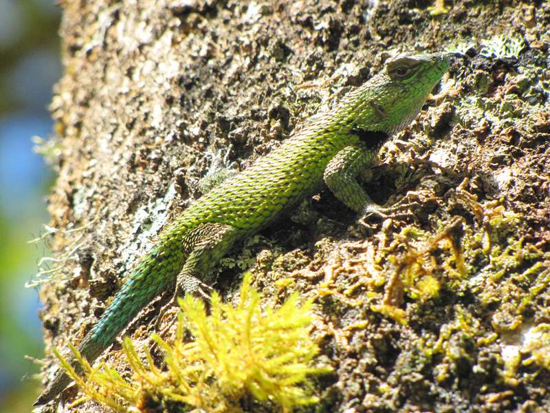 Männlicher Malachitgrüner Stachelleguan (Green Spiny Lizard, Sceloporus malachiticus); Foto: 08.05.2012, San Gerardo de Dota