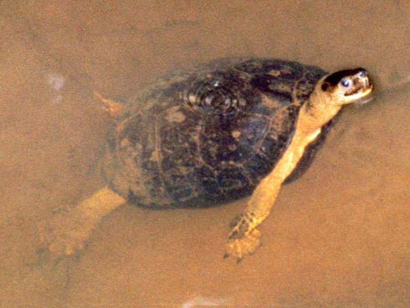 Gewöhnliche Schnappschildkröte (Common Snapping Turtle, Chelydra serpentina); Foto: 29.01.2004, Nähe Puerto Viejo de Sarapiquí