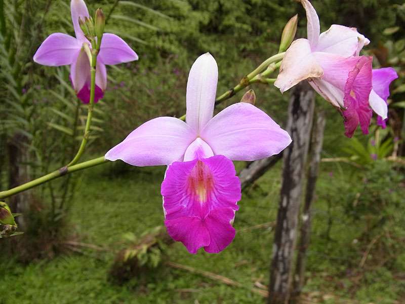 Bambus-Orchidee (Bamboo Orchid, Arundina graminifolia); Foto: 26.04.2012, Braulio-Carrillo-Nationalpark