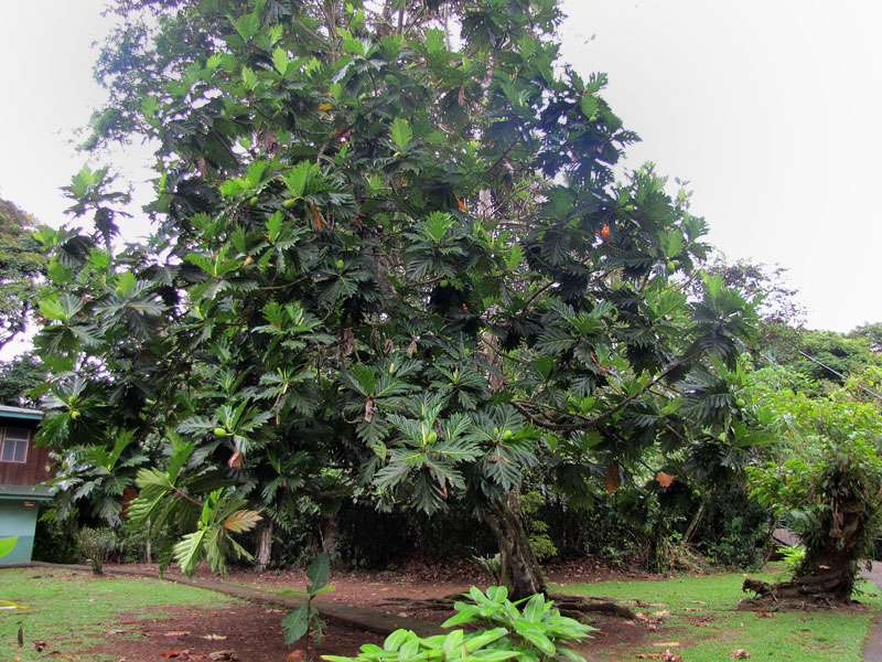Brotfruchtbaum (Breadfruit Tree, Artocarpus altilis); Foto: 27.04.2012, La Selva Biological Station