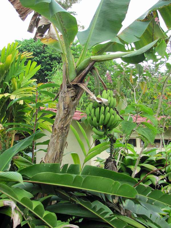 Banane (Banana, Musa sp.); Foto: 01.05.2012, La Fortuna