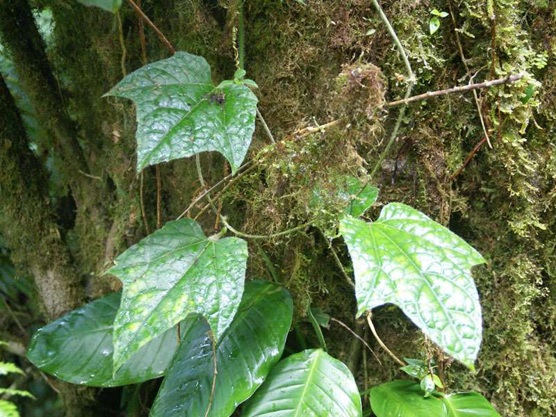 Passiflora lobata; Foto: 02.05.2012, Monteverde