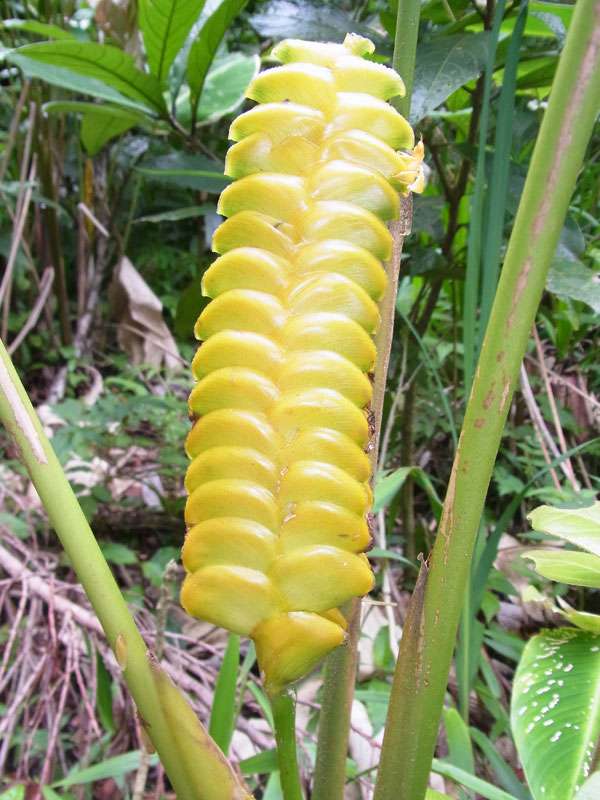 Klapperschlangen-Korbmarante (Rattlesnake Plant, Calathea crotalifera); Foto: 02.05.2012, Monteverde