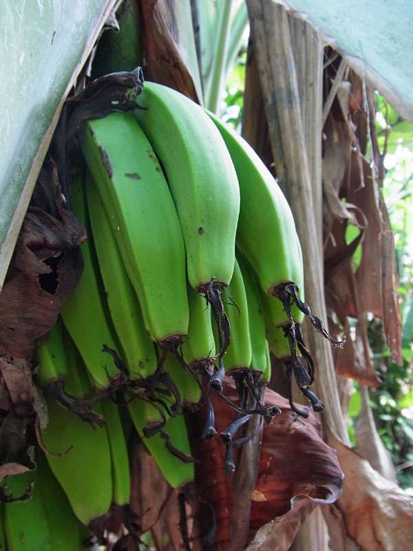 Banane (Banana, Musa sp.); Foto: 07.05.2012, Hacienda Barú National Wildlife Refuge